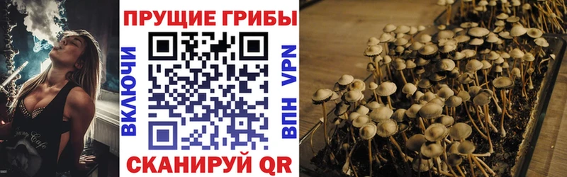 маркетплейс Telegram  Козельск  Галлюциногенные грибы Psilocybine cubensis 